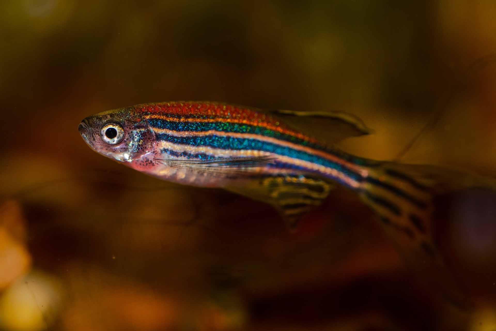 Researchers find parallels among brain cancer cells in mammals, zebrafish
